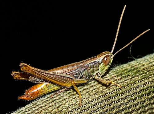 Euchorthippus declivus